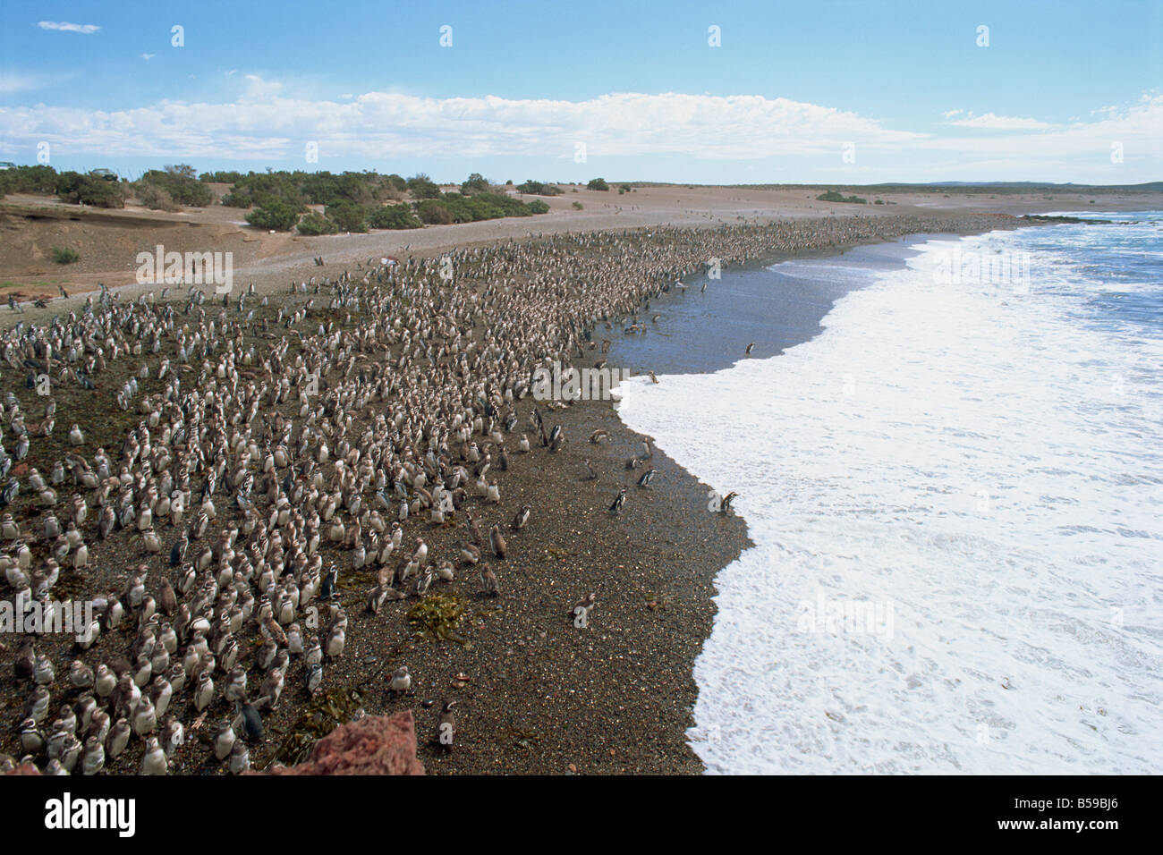 Migliaia di i pinguini di Magellano raccogliere a Punta Tombo per razza, Chubut, Argentina, Sud America Foto Stock