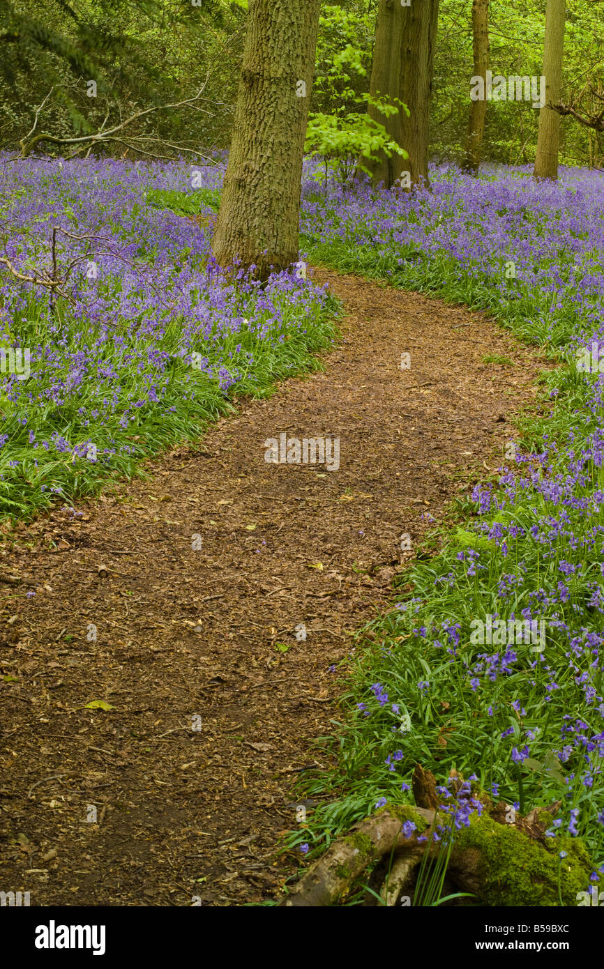 Percorso attraverso i bluebells a Staffhurst Woods Surrey Foto Stock