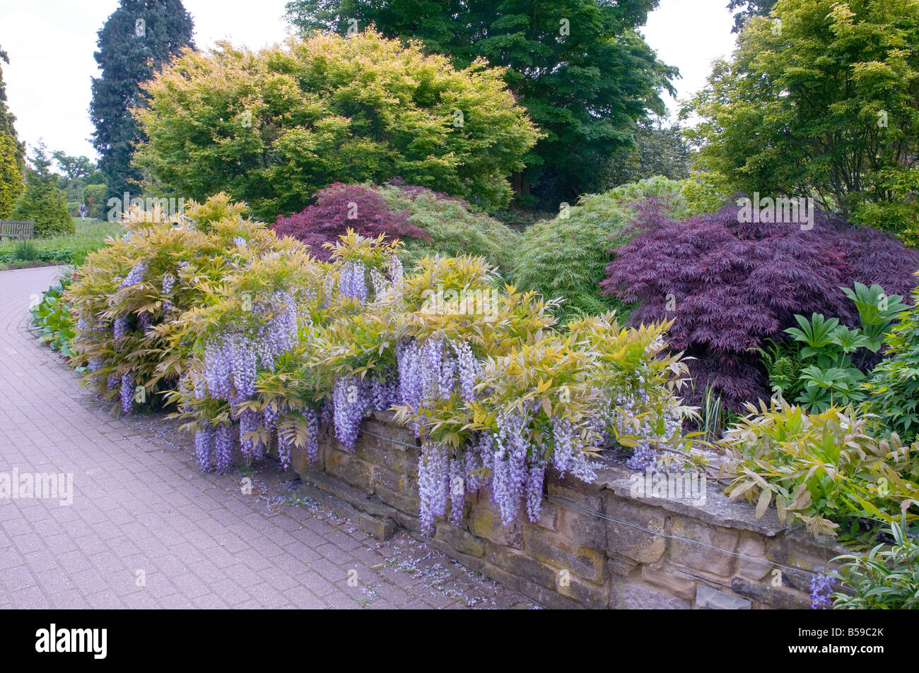 Wisley, Royal Horticultural Society Garden, Wisteria chinensis in fiore Foto Stock