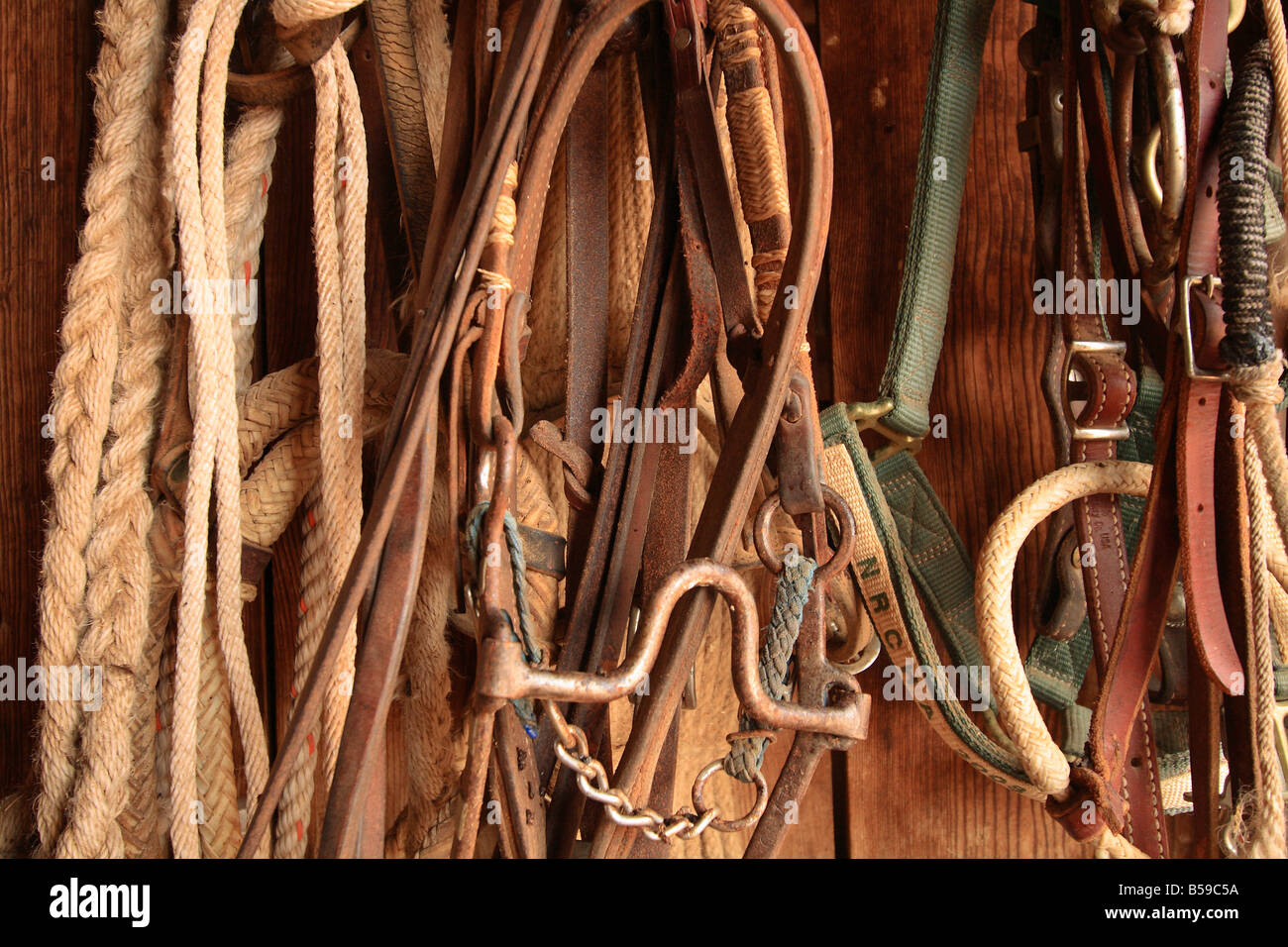 Bulletta (cavallo o equina) attrezzatura Foto Stock