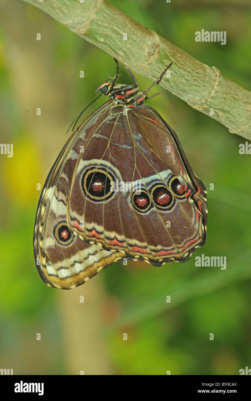 Blue morpho Butterfly, Morpho peleides Foto Stock