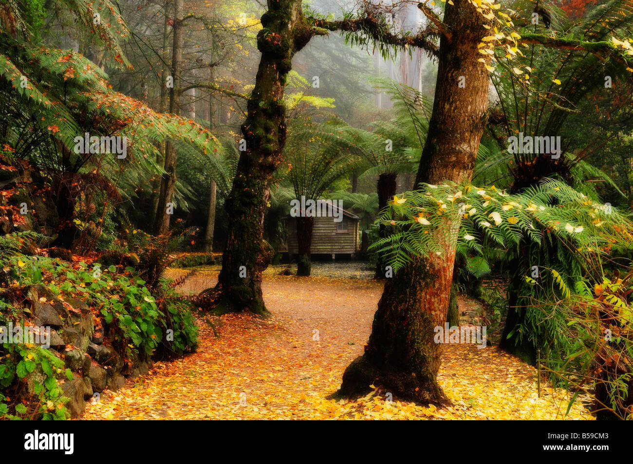 Il Boathouse e alberi di gingko caduta foglie di autunno, Alfred Nicholas Gardens, Dandenong Ranges, Victoria, Australia Pacific Foto Stock