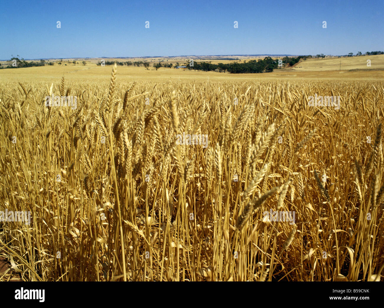 Vasti campi di grano di maturazione nei pressi di Northam West Australia Australia Pacific Foto Stock