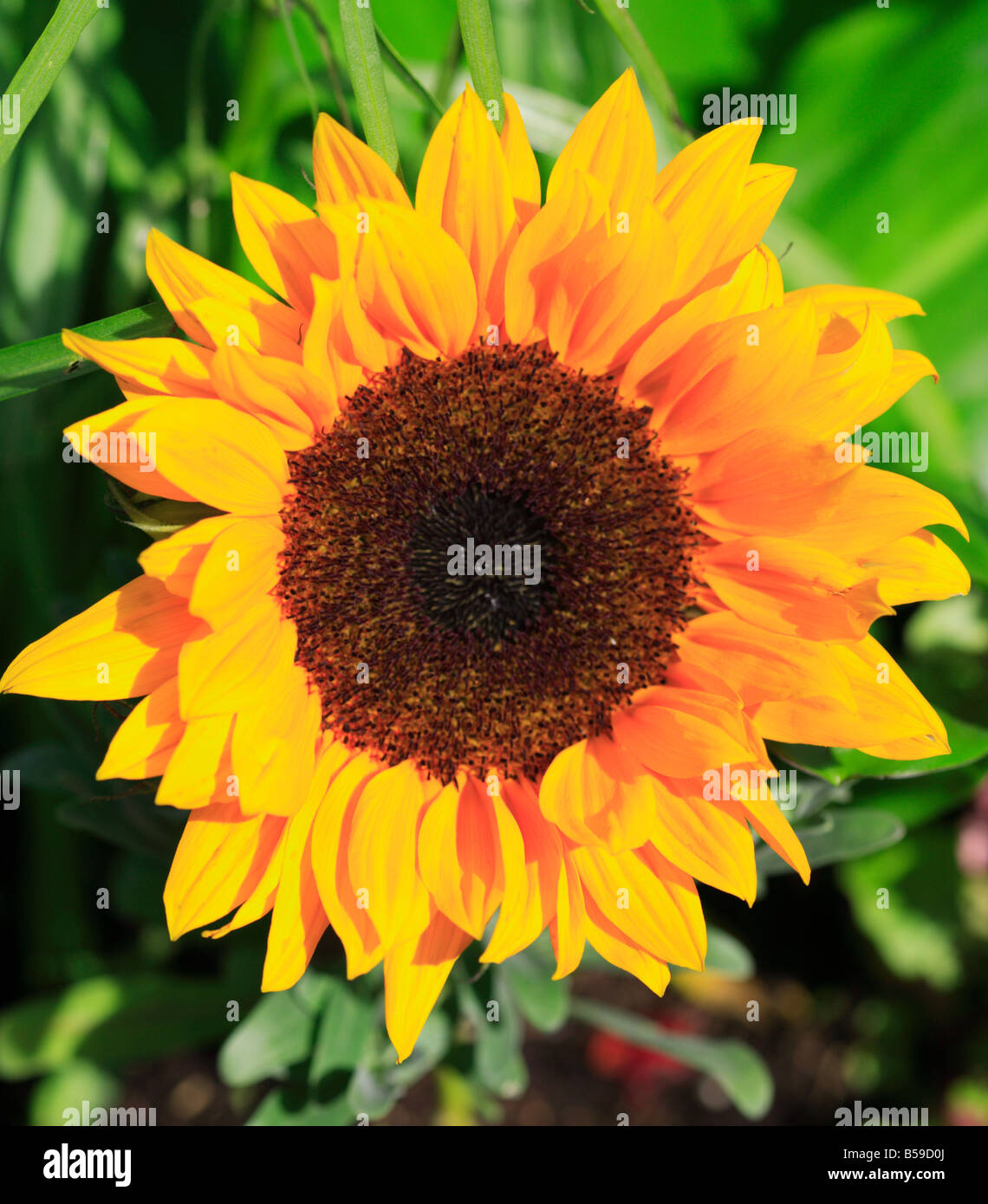 Girasole luminoso con fiore in giardino Foto Stock