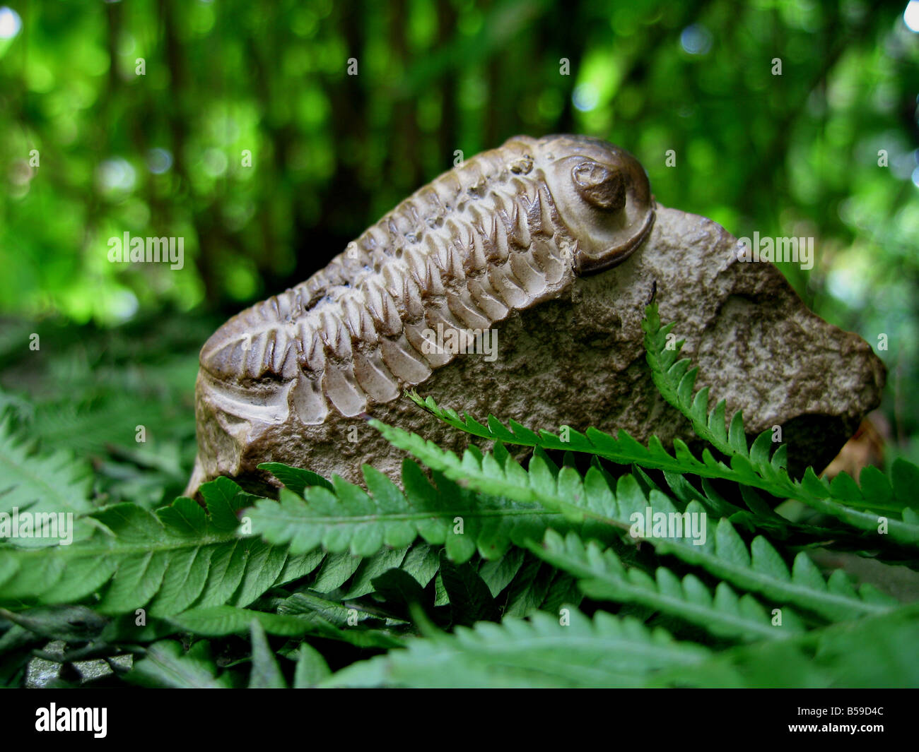 Estremamente ben conservati fossili trilobata tra felci con i resti del suo  guscio ancora visibile al di sotto del suo occhio Foto stock - Alamy