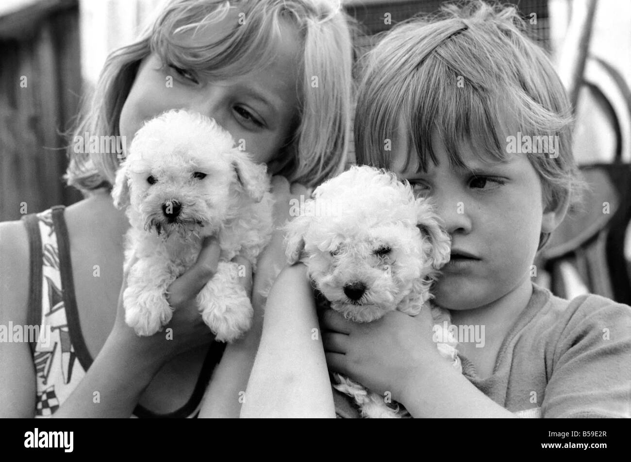 Un ragazzo e una ragazza con terrier puppiesy al Frant cucce in York vicino a Tonbridge che hanno tutti i tipi di cuccioli e cani in stabilimento. Essi sono tutti pedigree. Agosto 1977 77-04328-007 Foto Stock