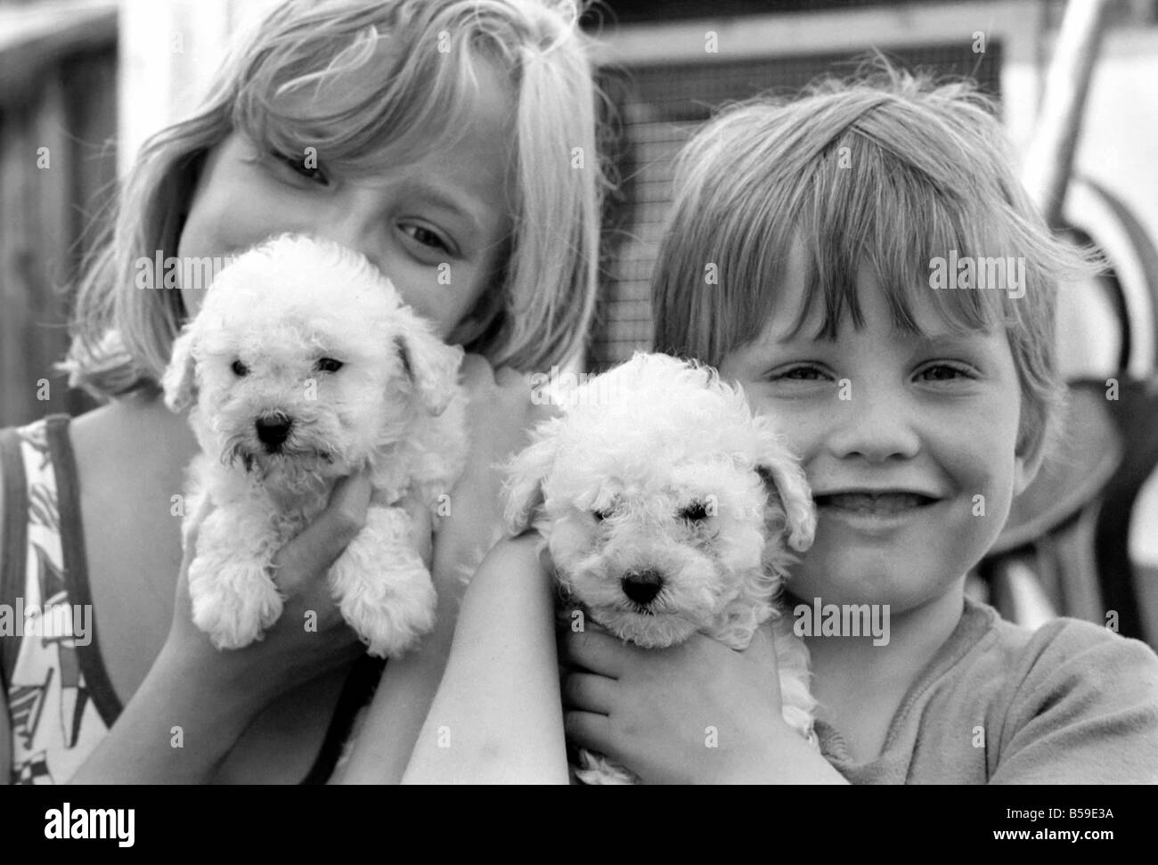 Un ragazzo e una ragazza con terrier puppiesy al Frant cucce in York vicino a Tonbridge che hanno tutti i tipi di cuccioli e cani in stabilimento. Essi sono tutti pedigree. Agosto 1977 77-04328-009 Foto Stock
