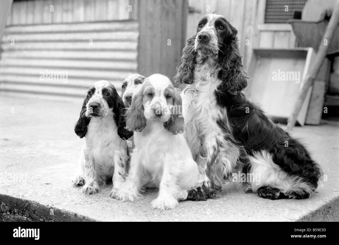 Cocker Spaniel cani e cuccioli a Frant cucce in York vicino a Tonbridge che hanno tutti i tipi di cuccioli e cani in stabilimento. Essi sono tutti pedigree. Agosto 1977 77-04328-010 Foto Stock