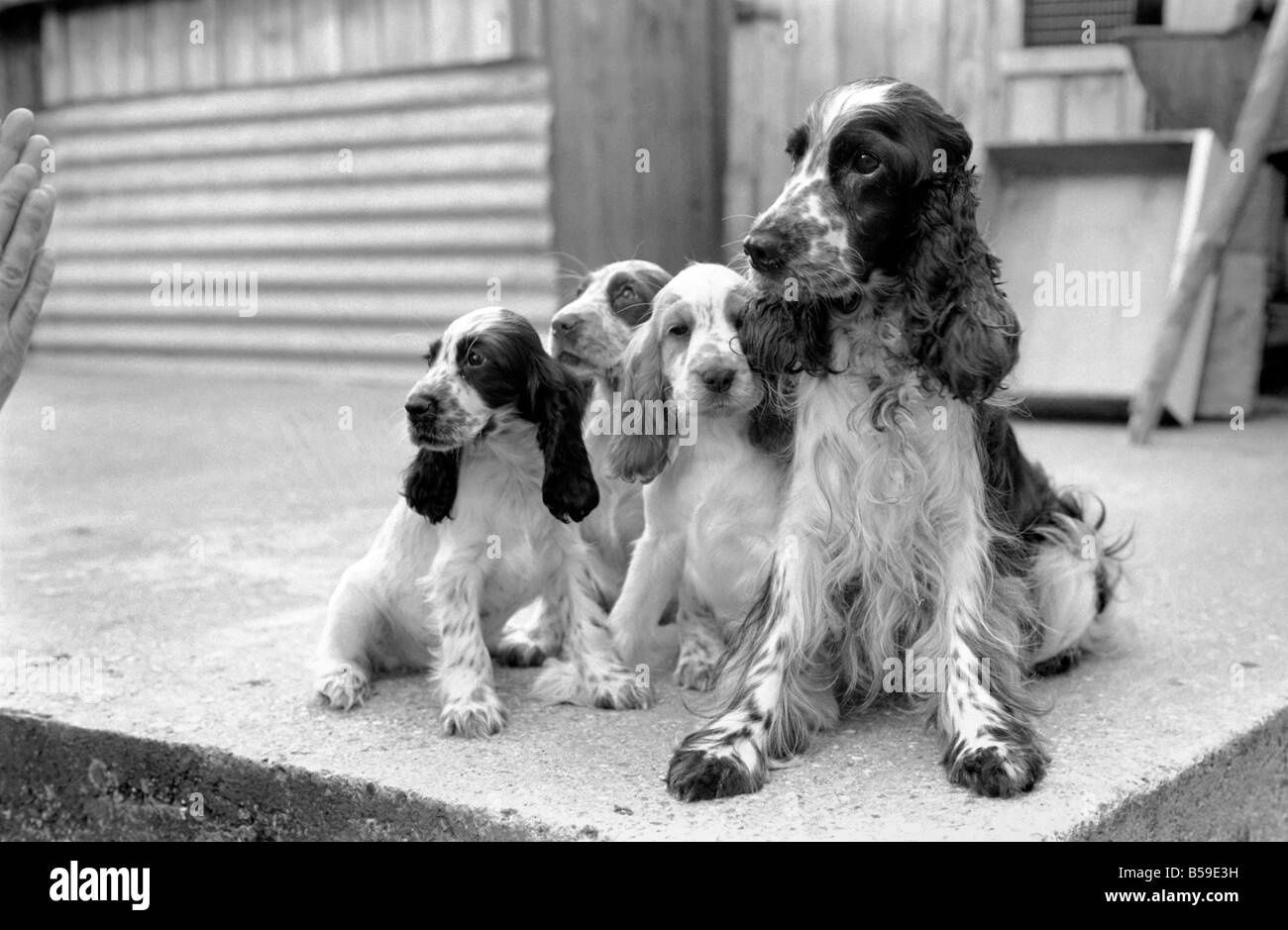 Cocker Spaniel cani e cuccioli a Frant cucce in York vicino a Tonbridge che hanno tutti i tipi di cuccioli e cani in stabilimento. Essi sono tutti pedigree. Agosto 1977 77-04328-012 Foto Stock