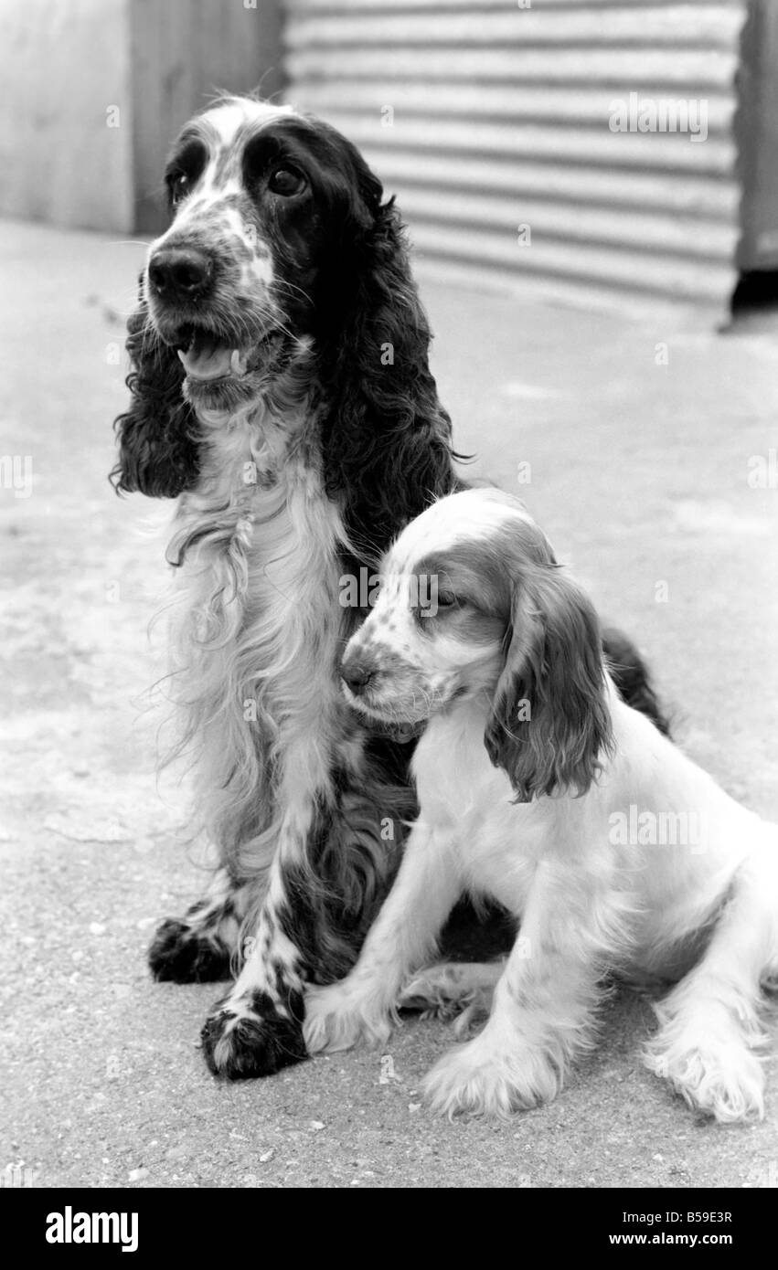 Cocker Spaniel cani e cuccioli a Frant cucce in York vicino a Tonbridge che hanno tutti i tipi di cuccioli e cani in stabilimento. Essi sono tutti pedigree. Agosto 1977 77-04328-015 Foto Stock