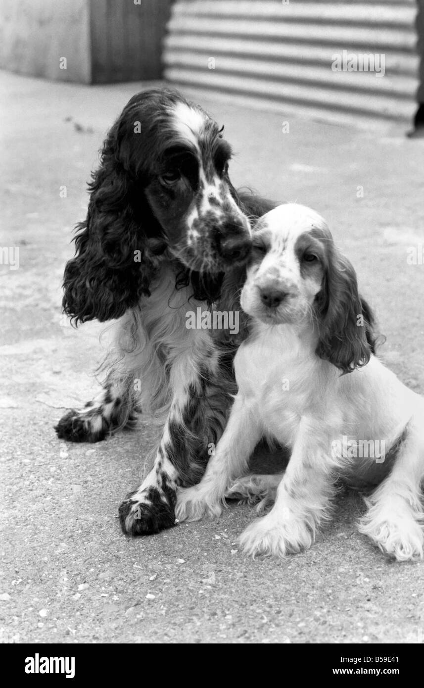 Cocker Spaniel cani e cuccioli a Frant cucce in York vicino a Tonbridge che hanno tutti i tipi di cuccioli e cani in stabilimento. Essi sono tutti pedigree. Agosto 1977 77-04328-017 Foto Stock