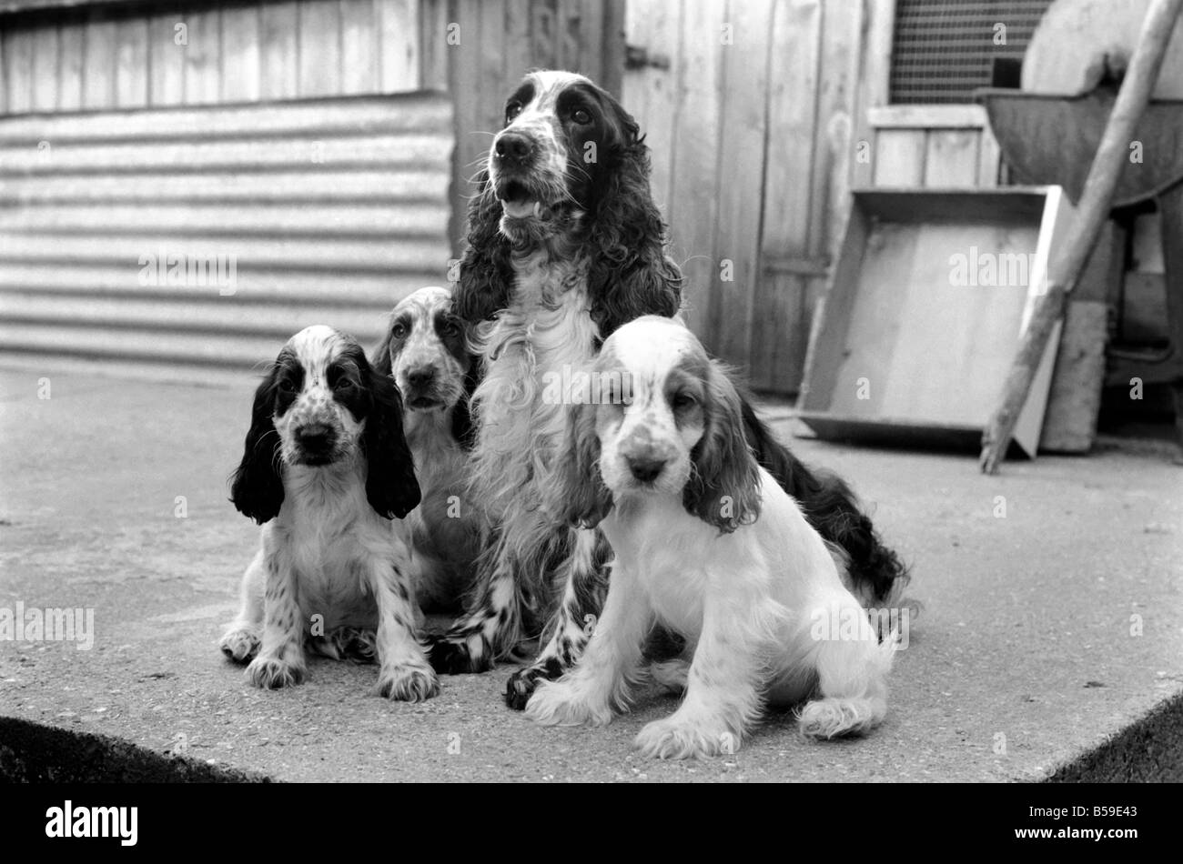 Cocker Spaniel cani e cuccioli a Frant cucce in York vicino a Tonbridge che hanno tutti i tipi di cuccioli e cani in stabilimento. Essi sono tutti pedigree. Agosto 1977 77-04328-018 Foto Stock