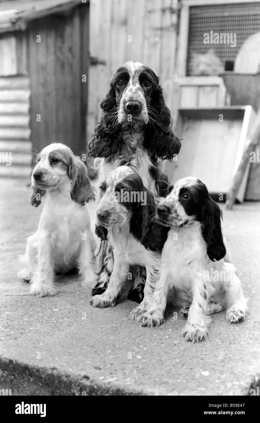 Cocker Spaniel cani e cuccioli a Frant cucce in York vicino a Tonbridge che hanno tutti i tipi di cuccioli e cani in stabilimento. Essi sono tutti pedigree. Agosto 1977 77-04328-020 Foto Stock