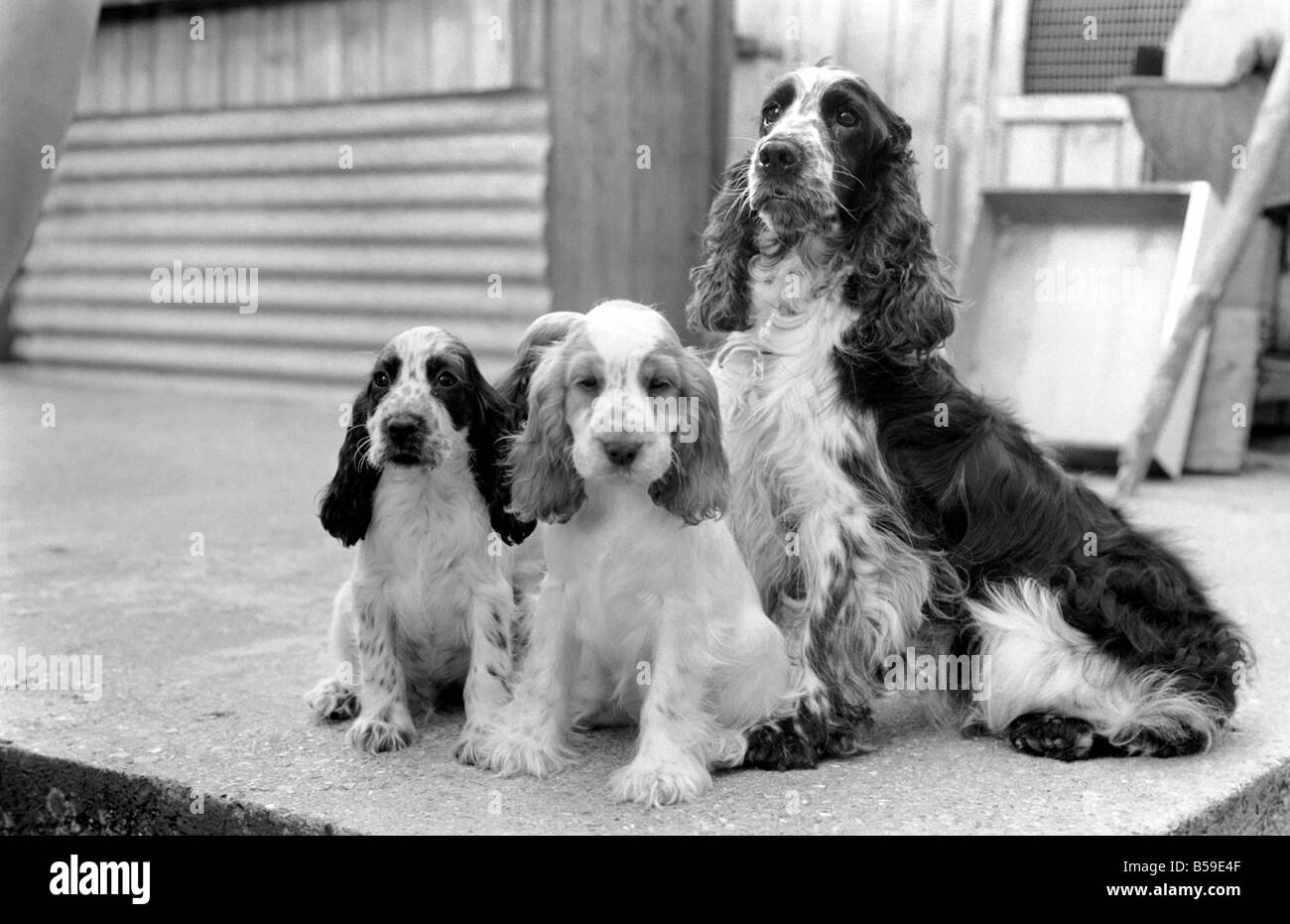 Cocker Spaniel cani e cuccioli a Frant cucce in York vicino a Tonbridge che hanno tutti i tipi di cuccioli e cani in stabilimento. Essi sono tutti pedigree. Agosto 1977 77-04328-025 Foto Stock