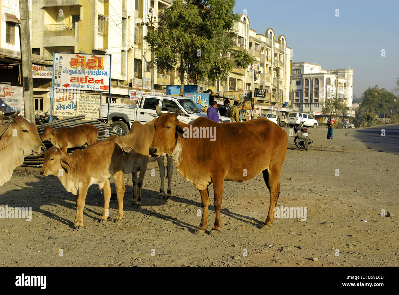 Bovini chiedendo il lato strada Gujarat India Foto Stock