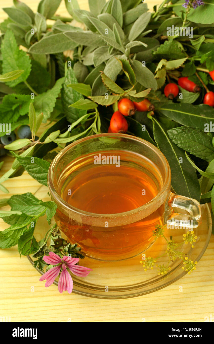 Le erbe medicinali di infusione. La salvia rosa canina comune e malva melissa Foto Stock