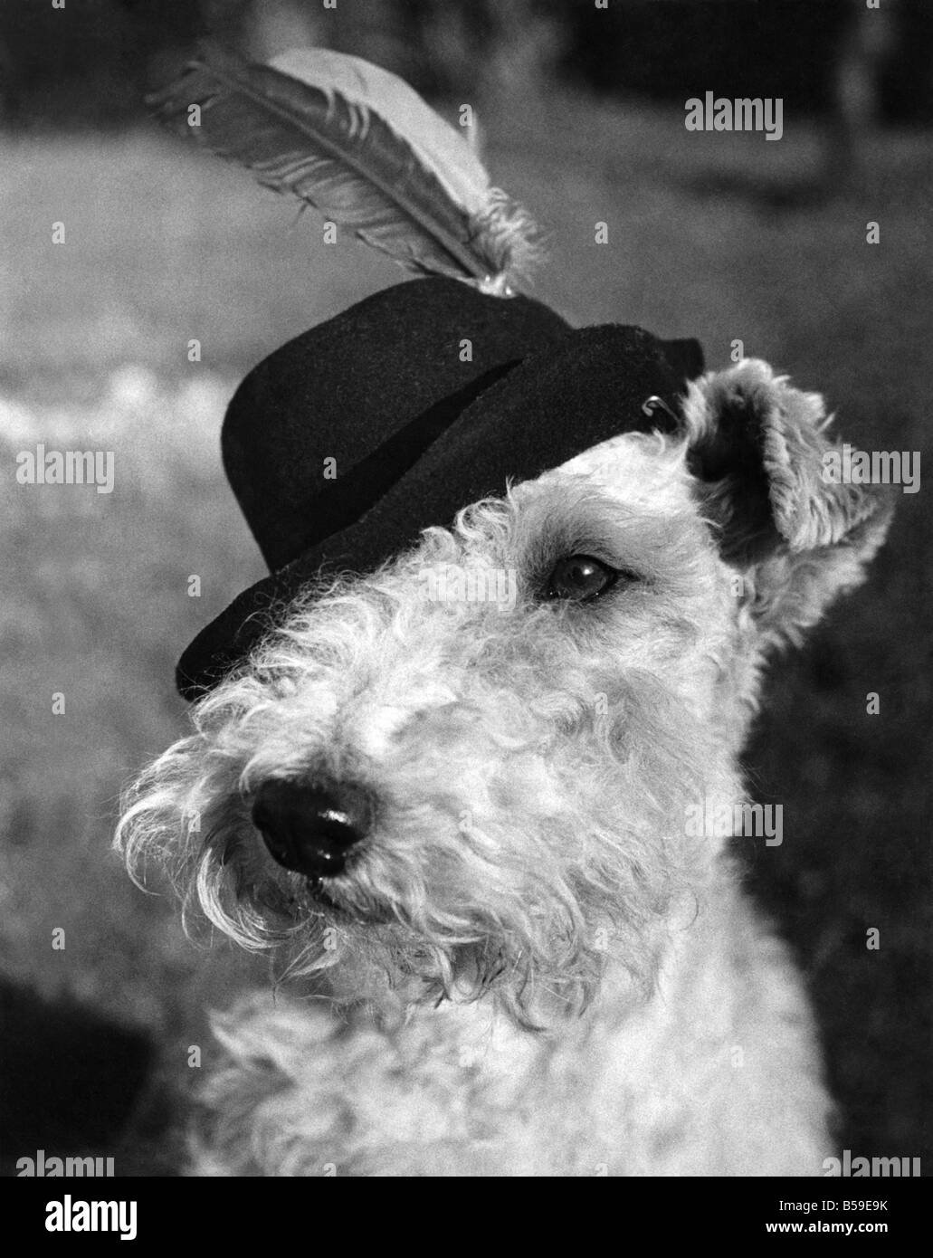 Il cane che ha una fantasia per abiti fantasiosi. Non è ciò che si usura, è il modo in cui vi è usura. Over eye - così! Beau, un filo-haired terrier di proprietà dell'Dellers, a Tilehurst, Berks, aveva una fantasia per abiti fantasiosi e la Sig.ra Deller ha fatto di lui cappelli e tute, compresi i cowboy e abiti di calcio. Il suo prossimo sarà Babbo Natale in ospedale per bambini. Ma su quella strada, egli analizzerà le siepi per palle di gomma. Egli ha portato trenta home, finora - come pure sei tacchi in gomma. Novembre 1949 P005003 Foto Stock