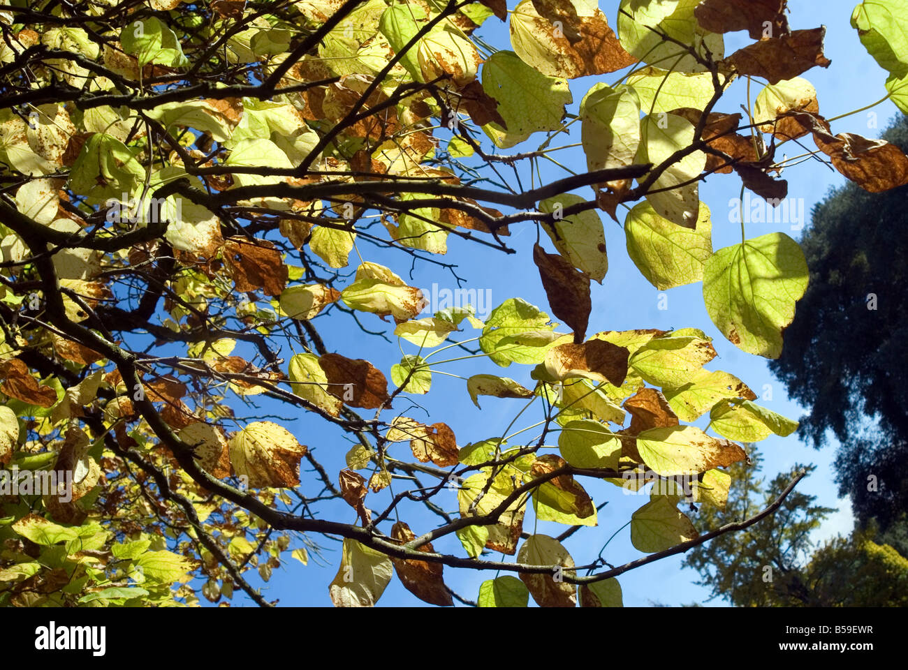 Foglie di autunno contro un cielo blu Foto Stock