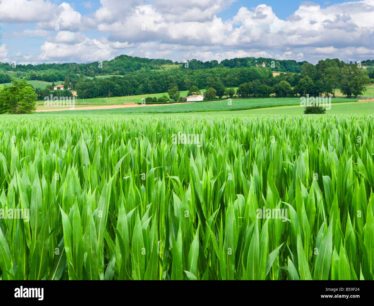 Campo di mais in agricoltura terreni agricoli in Tarn et Garonne, Francia Meridionale, Europa Foto Stock