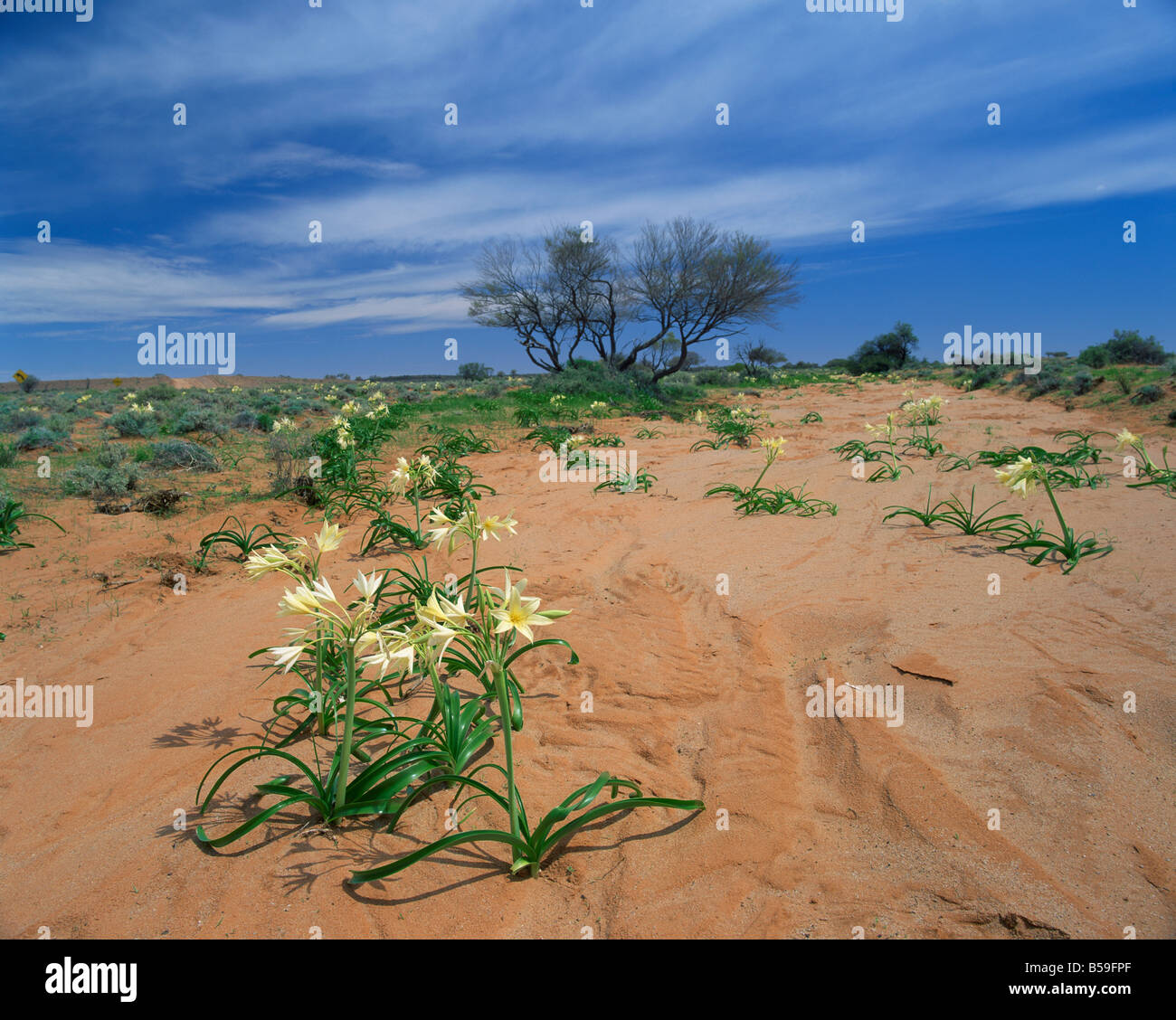 Fiori nel deserto Sud Australia Australia M Mawson Foto Stock
