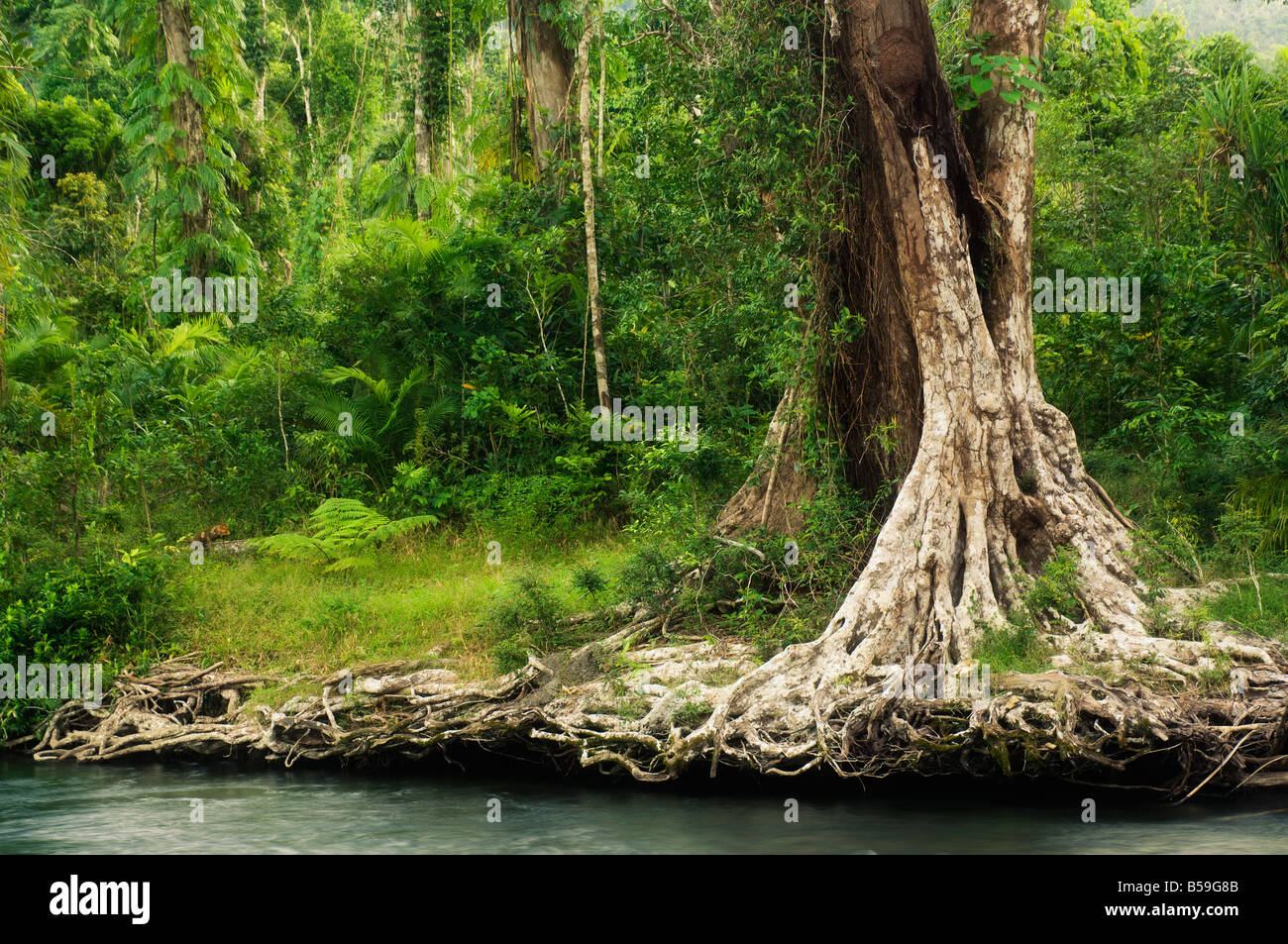 Radici di albero, Babinda Creek, parte della foresta pluviale tropicale area del Patrimonio Mondiale, Babinda, Queensland, Australia Pacific Foto Stock