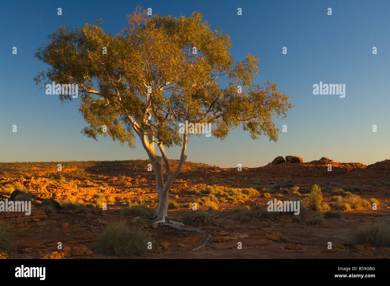 Ghost gum tree, Watarrka National Park, il Territorio del Nord, l'Australia, il Pacifico Foto Stock