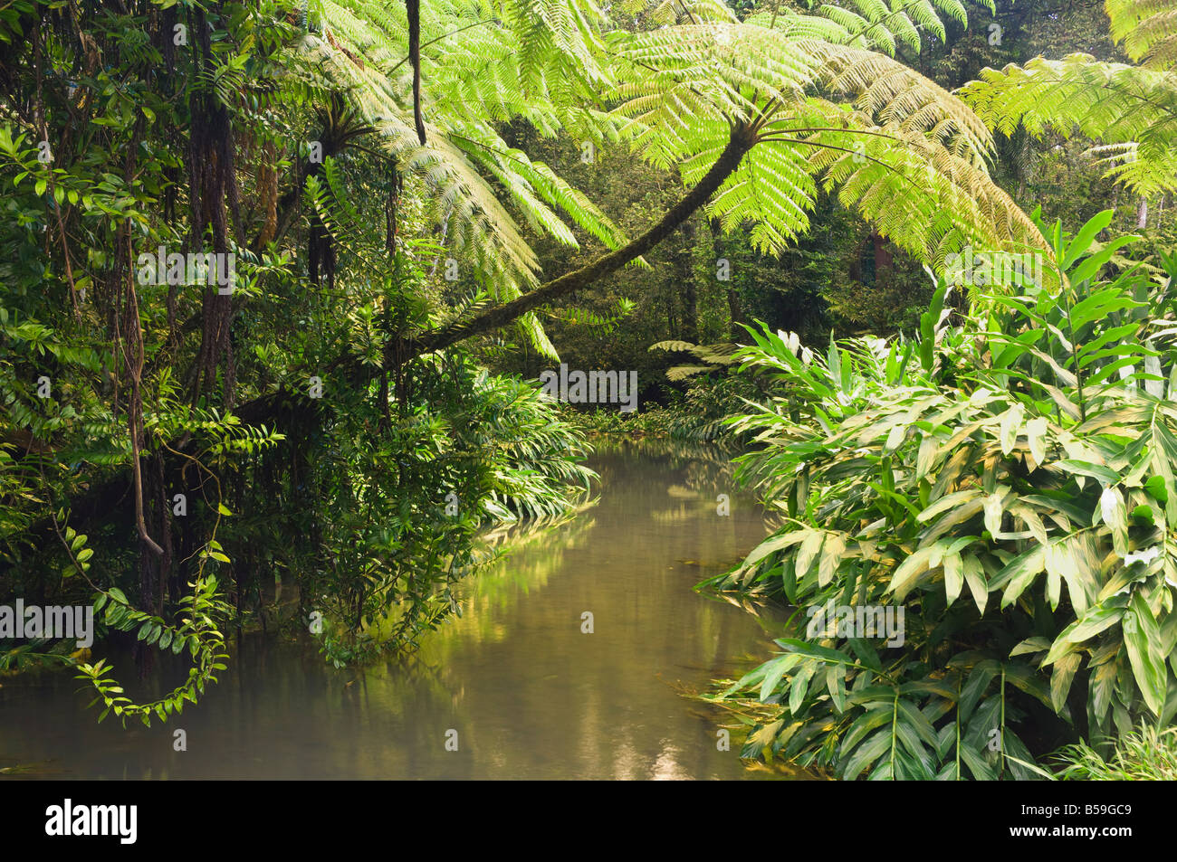 La foresta pluviale creek, Atherton altipiano, Queensland, Australia Pacific Foto Stock