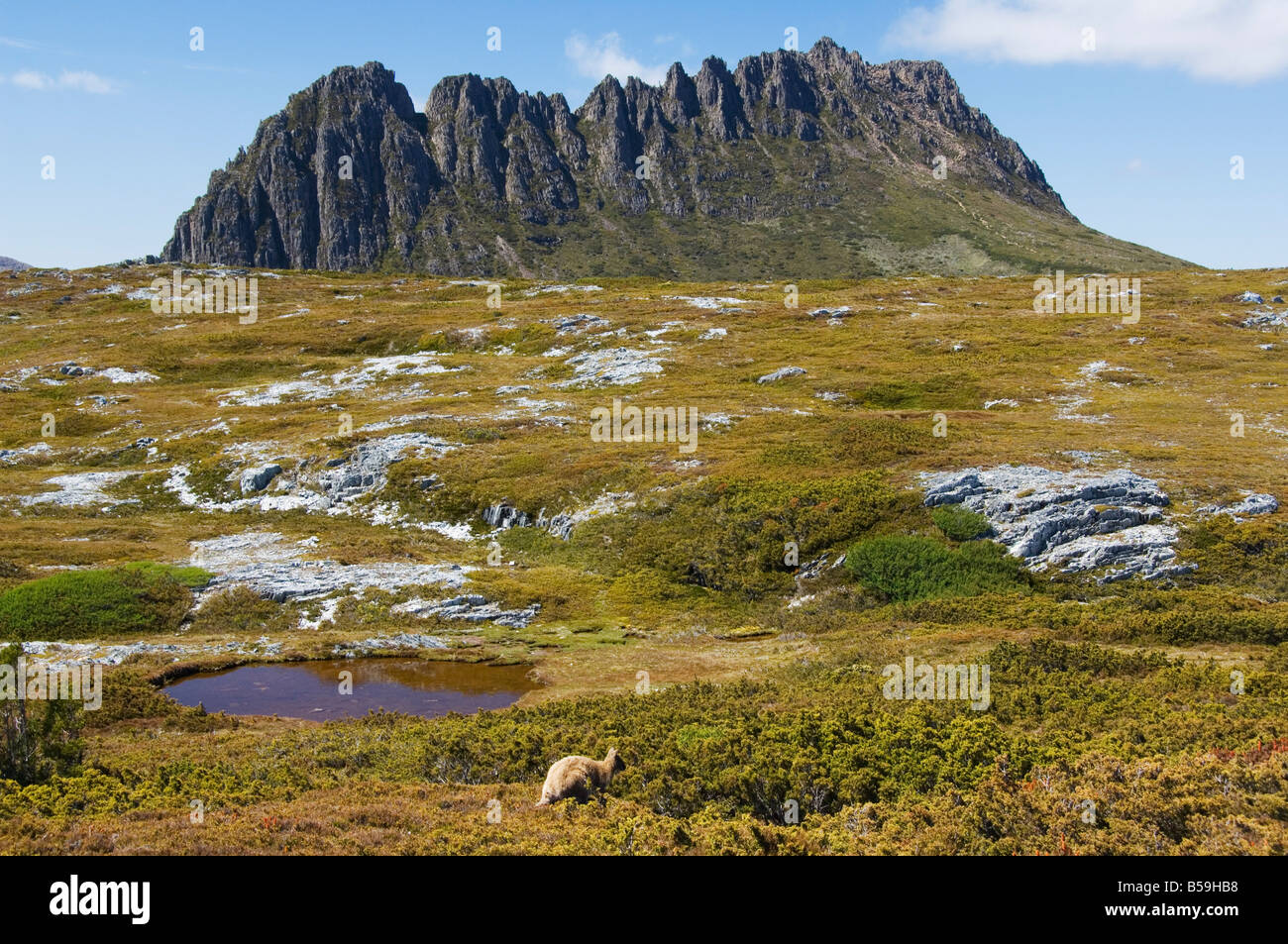 Picchi di Cradle Mountain, Cradle Mountain Lake St Clair National Park, parte della natura selvaggia della Tasmania, Tasmania, Australia Foto Stock