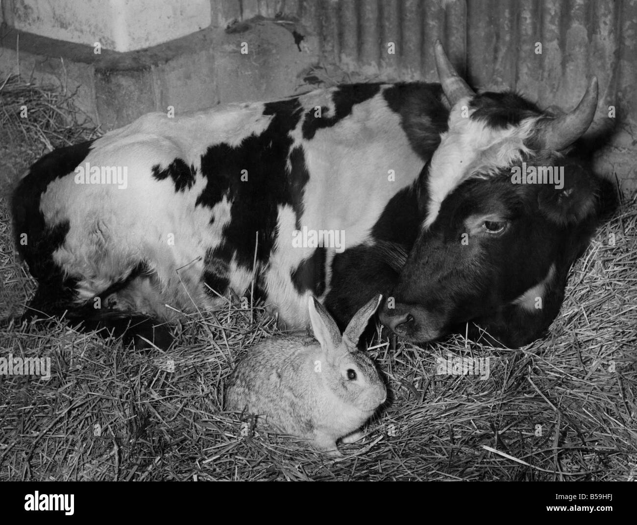 Ferdinando il giovenco, appoggiato dal suo funzionamento, nella sua stalla presso il sig. John Holmes farm, vicino a Benson, Oxfordshire, è stato visitato da alcuni dei suoi amici animali. Pietro, il coniglio cincillà, rimase il più lungo; altri hanno chiamato per vedere lui, erano Jeannie il terrier cucciolo, Pepi il papion (i cani con orecchie appuntite), e Frisky highland terrier. Ferdinando che stabilisce con il coniglio. Gli altri animali erano con lui in giro. Ottobre 1959 P007380 Foto Stock