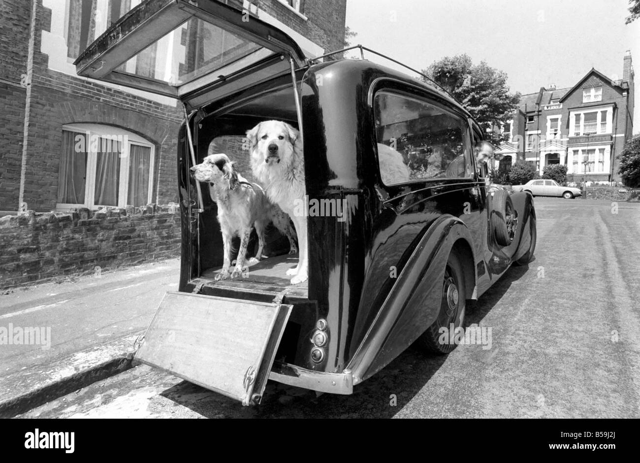 Inusuale. Umorismo. Animali. Diciotto mesi fa il sig. Harry giovani di Crouch Hill ha acquistato un 1934 Rolls Royce funebre da un cantiere di scarto in Hornchurch, Essex. Egli ha acquistato i rotoli a prendere i suoi due cani per un drive Foto Stock