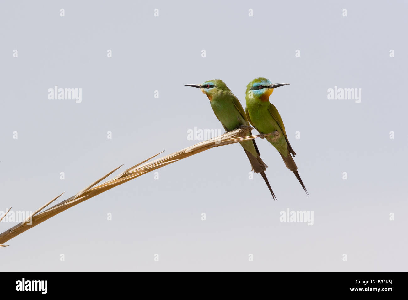 Blue-cheeked Bee-eater merops persicus Foto Stock