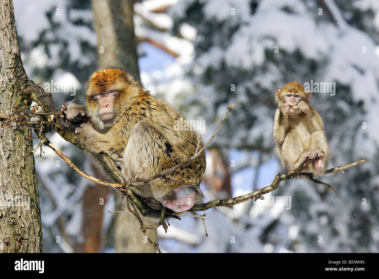 Barberia macaco Barberia Ape (Macaca sylvanus), madre e giovani sul ramo Foto Stock