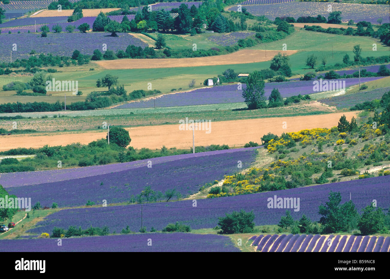 Campi di lavanda 'SAULT' VALLEY PROVENCE FRANCIA Foto Stock