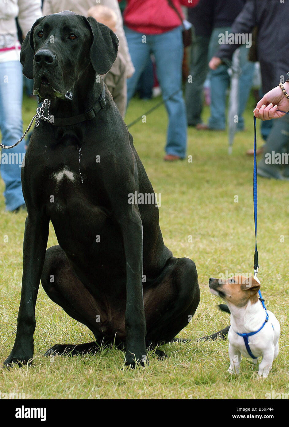 Piccoli e grandi una coppia di cani ha colpito un improbabile partnership presso la contea di Northumberland Show 2007 al Parco Tynedale Corbridge Foto Stock