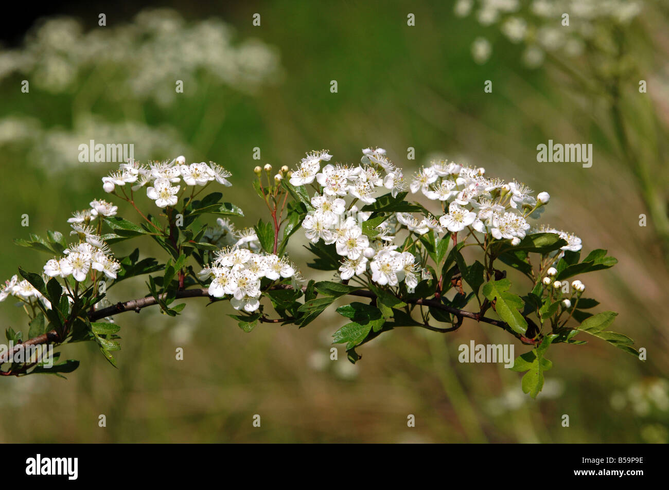 Una siepe fila il ramo di biancospino fiore in fiore Foto Stock