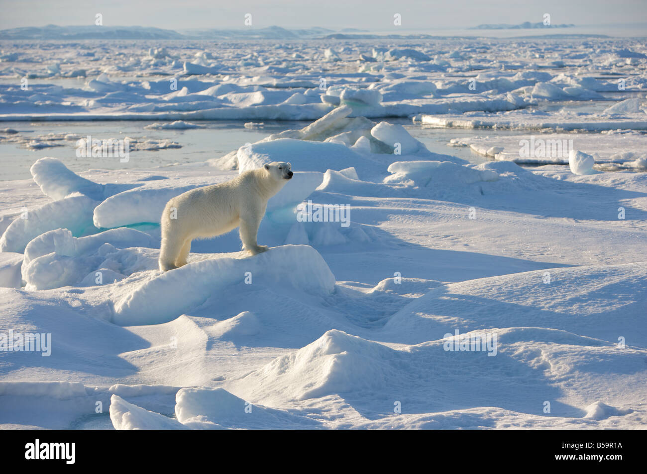 Orso polare in impostazione artico Foto Stock