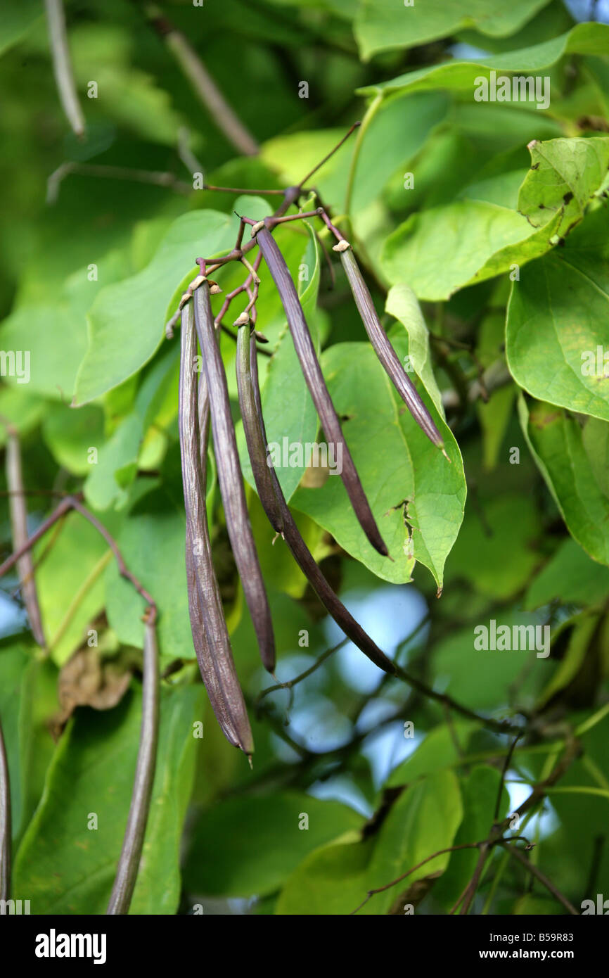 Indian Bean tree, Catalpa bignonioides, Bignoniaceae. Sud Est USA America Foto Stock