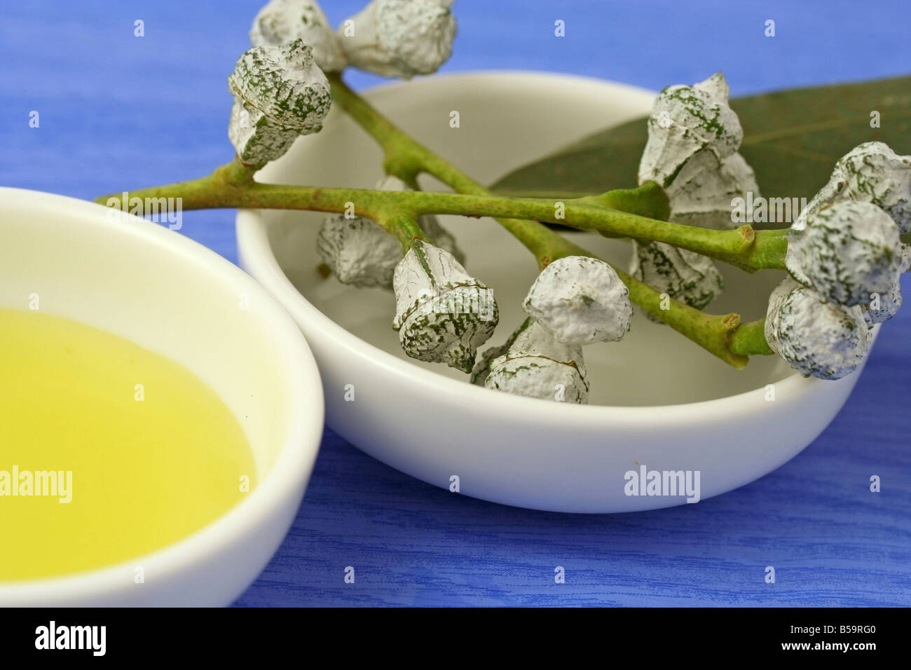 Olio essenziale Eucalipto globulus Foto Stock