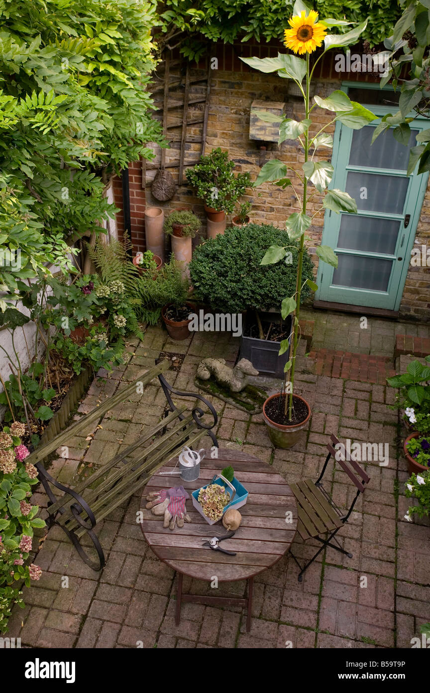 Urban giardino cortile con un girasole Foto Stock
