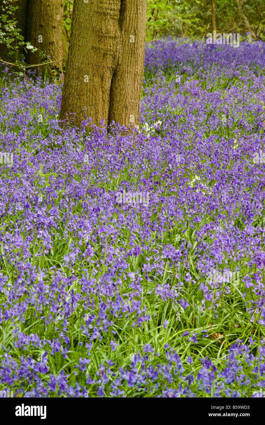 Tappeto di Bluebells Staffhurst Woods Surrey Foto Stock