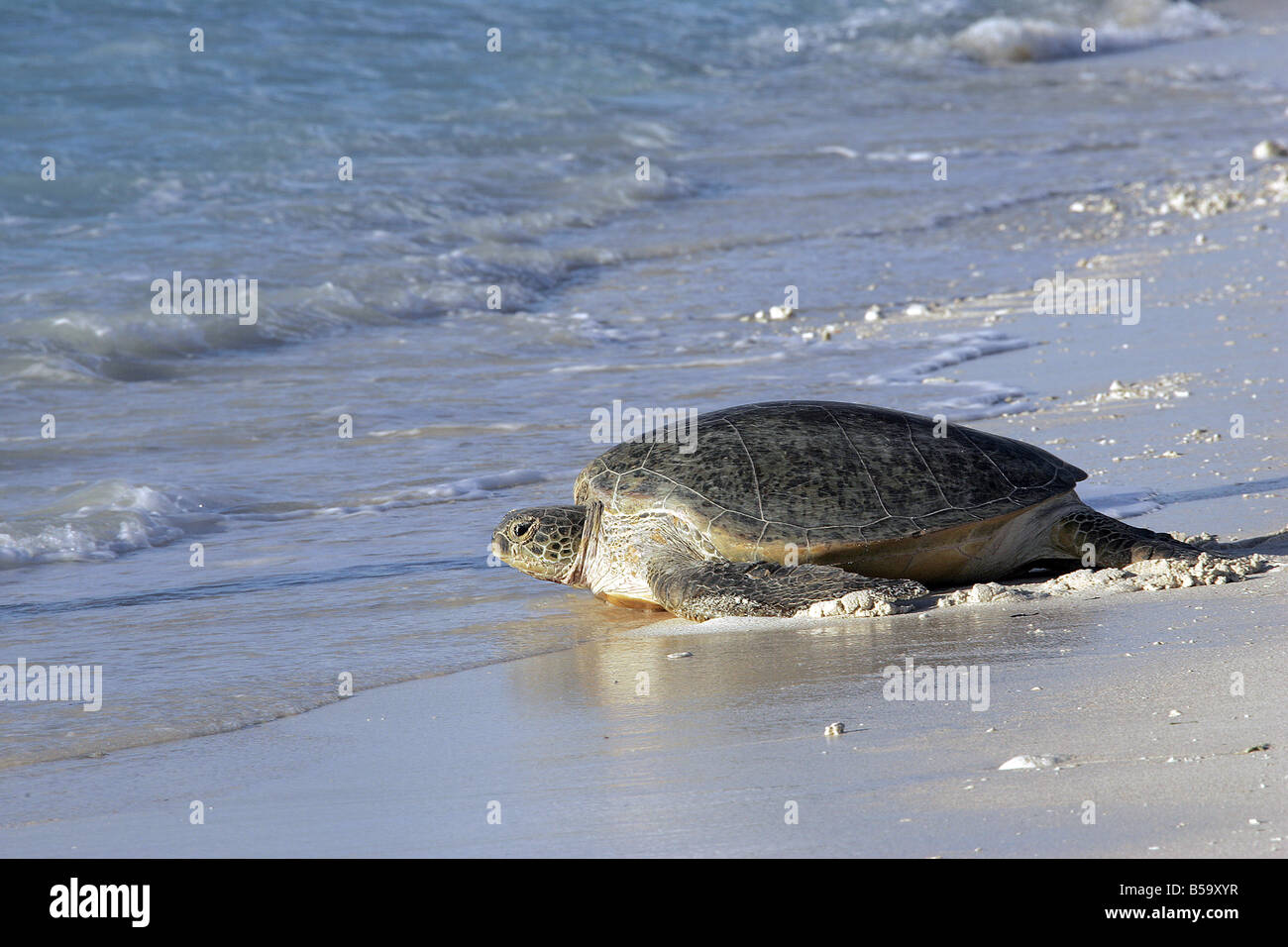 Tartaruga Verde (Chelonia Mydas) femmina tornando al mare dopo la deposizione delle uova Foto Stock