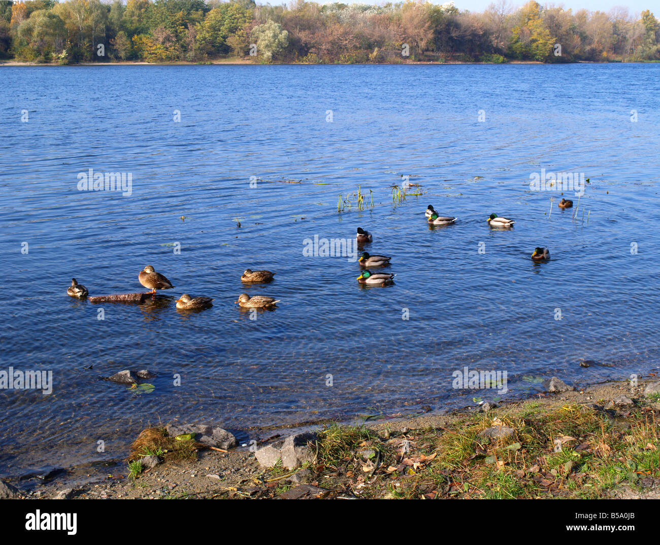Le anatre selvatiche sul fiume Dnipro Foto Stock