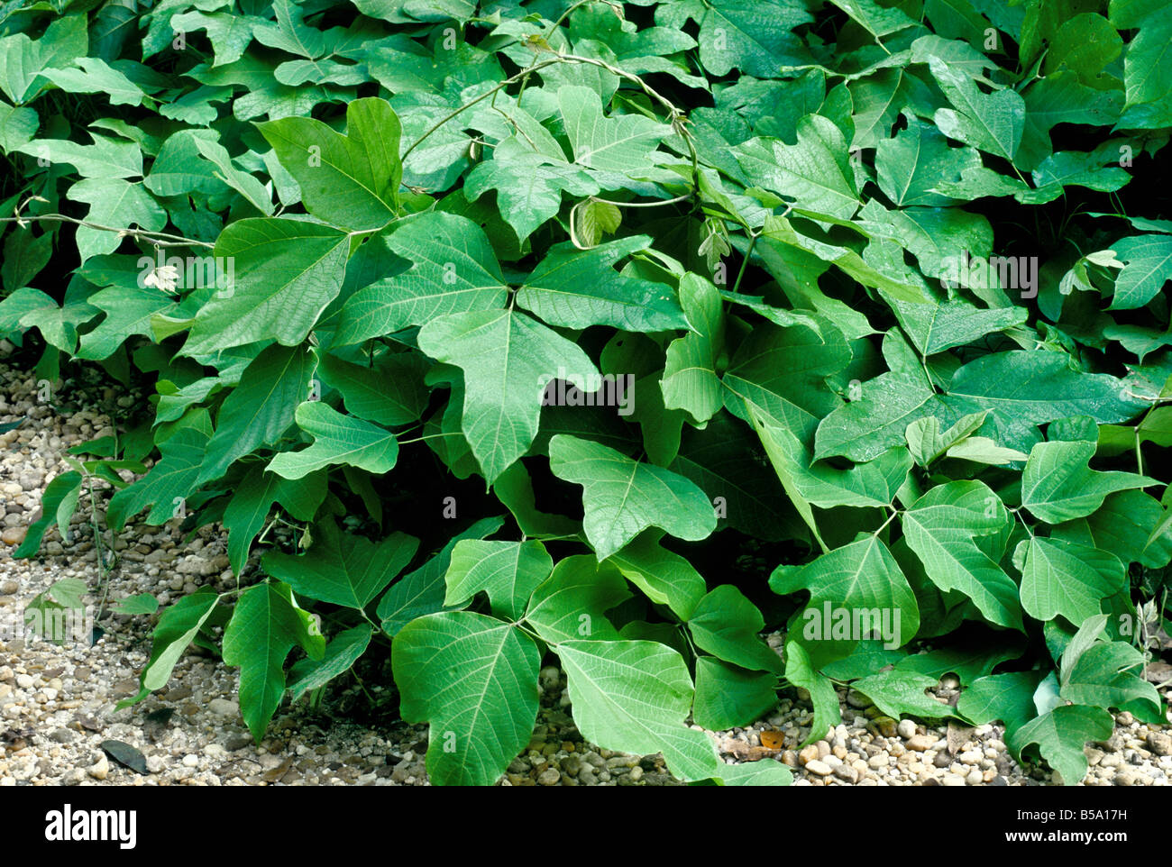 Vite di Kudzu Foto Stock