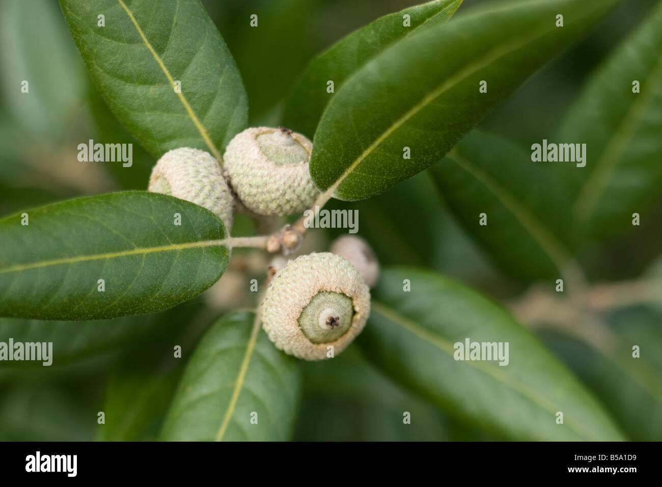 Leccio Quercus ilex acorn ghiande Foto Stock