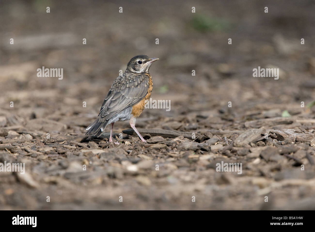 I capretti American Robin, turdus migratorius, al Central Park di New York, Stati Uniti d'America Foto Stock