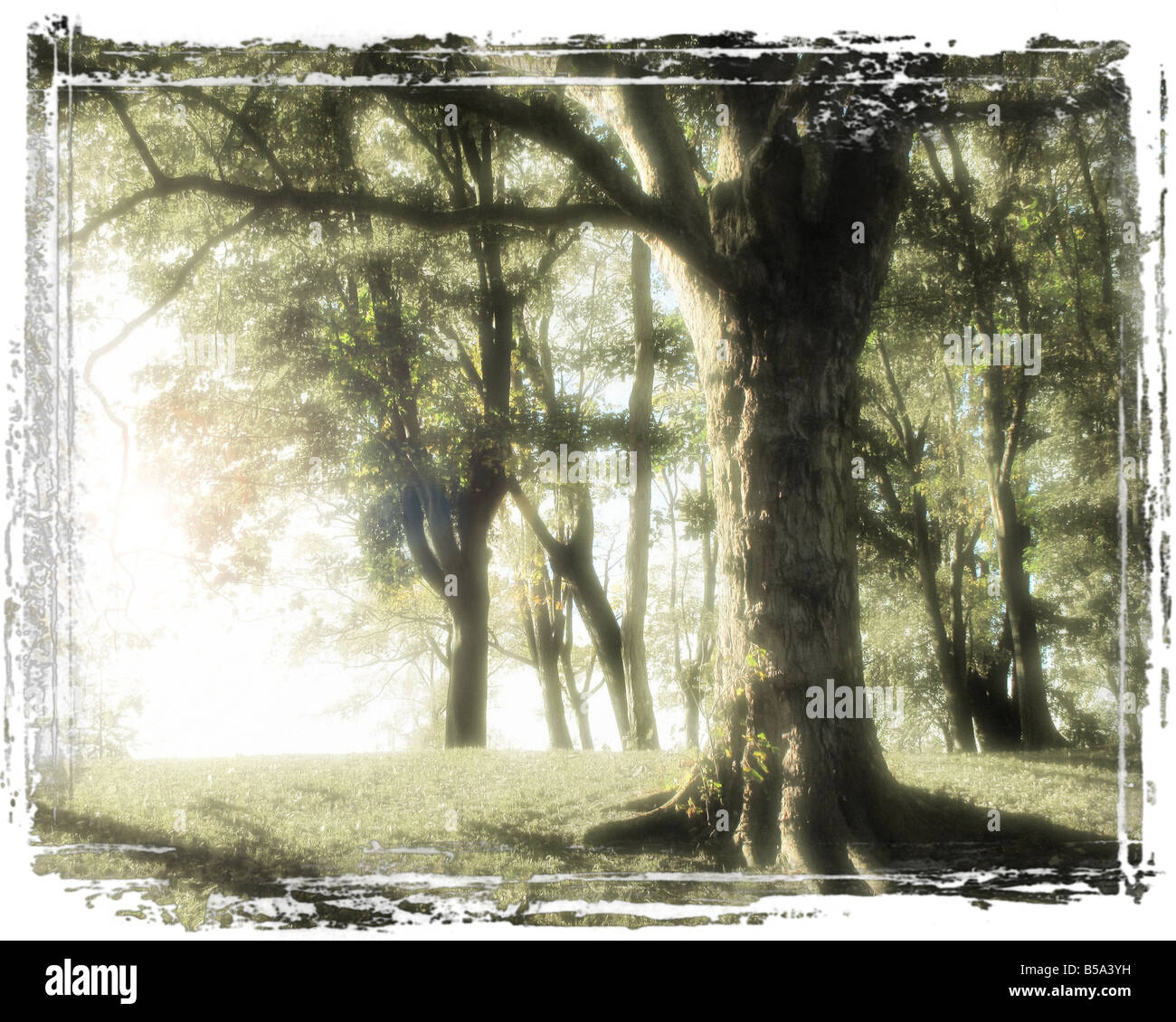 Arte digitale: Foresta Magica Foto Stock
