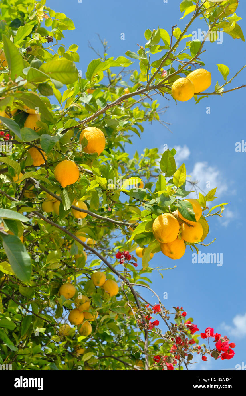 Lemon Tree, Creta, Grecia, l'Europa. Foto Stock