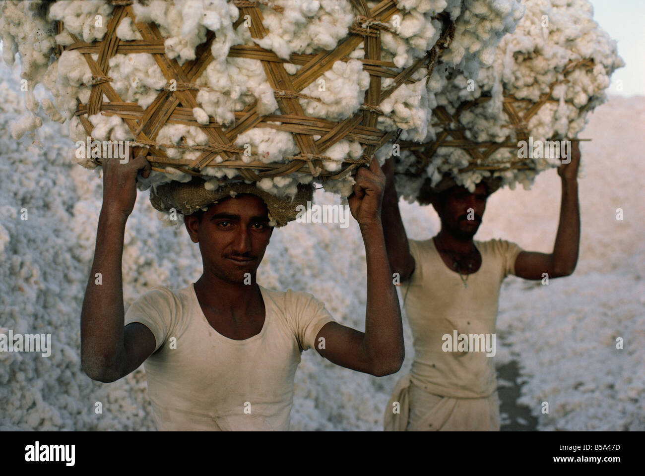 Raccolto di cotone nello Stato di Gujarat India Asia Foto Stock