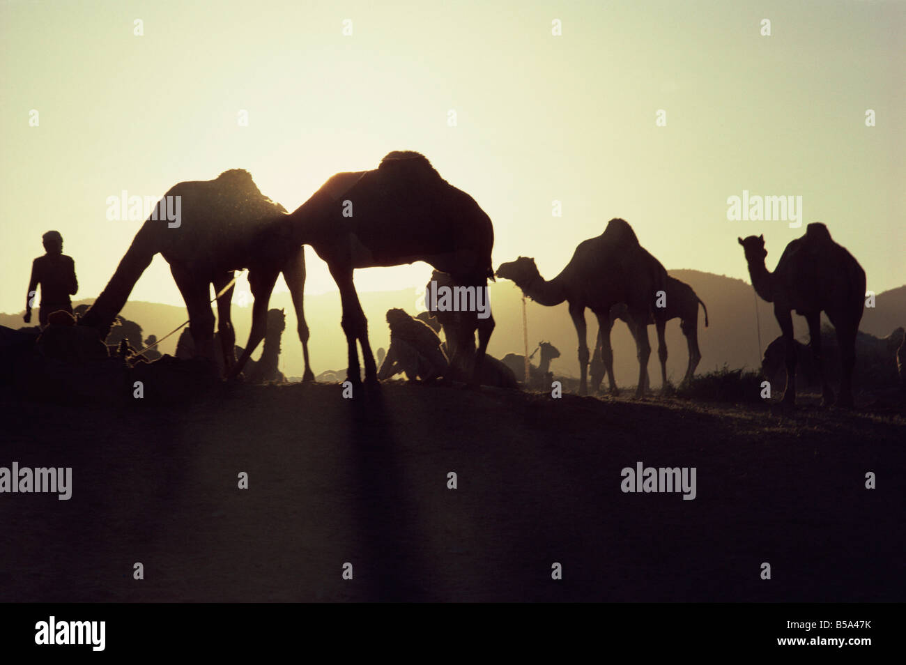 Camel Fair Pushkar Rajasthan India Asia Foto Stock
