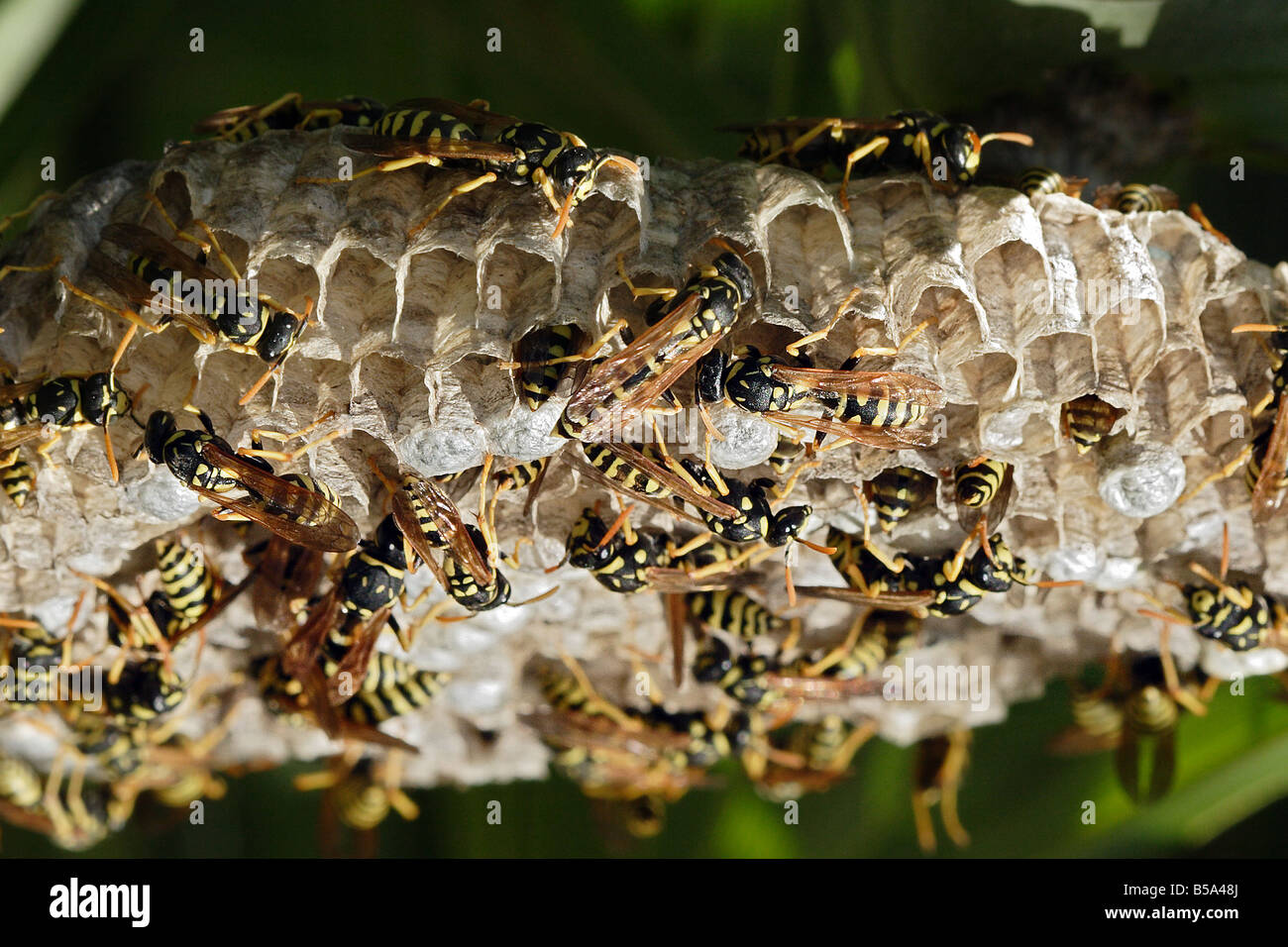 Carta europea Wasp (Polistes dominulus, Polistes dominula, Polistes gallicus), diverse persone sul nido Foto Stock